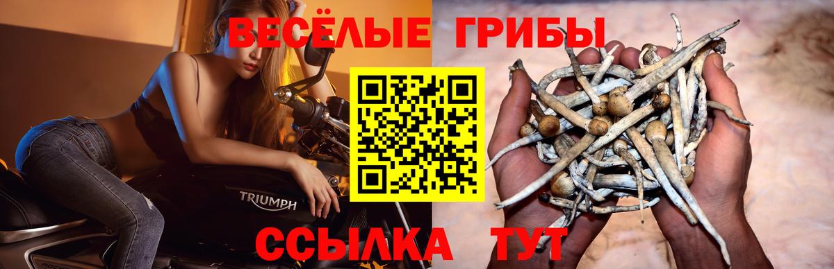 Галлюциногенные грибы Cubensis Кстово